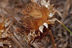 Cynara cardunculus