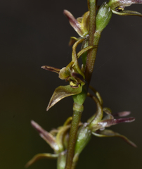 Prasophyllum concinnum
