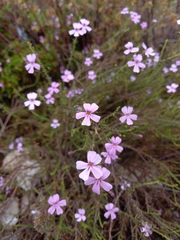 Jamesbrittenia aspalathoides