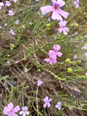Jamesbrittenia aspalathoides