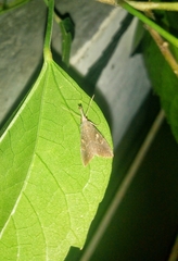Erebidae