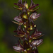 Prasophyllum castaneum - Photo (c) Keith Martin-Smith, algunos derechos reservados (CC BY-NC), uploaded by Keith Martin-Smith