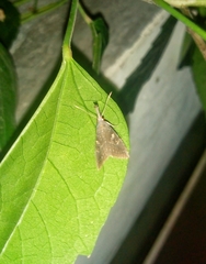 Erebidae