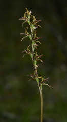 Prasophyllum concinnum