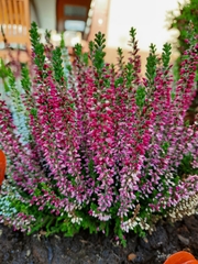 Calluna vulgaris