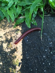 Trigoniulus corallinus