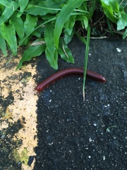 Trigoniulus corallinus