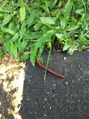 Trigoniulus corallinus