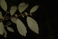 Fieldia australis