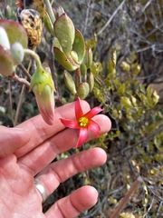 Cotyledon woodii