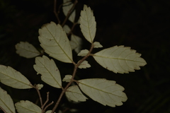 Fieldia australis