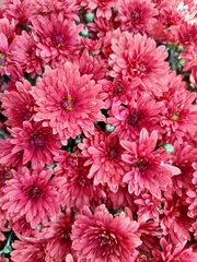 Chrysanthemum morifolium