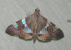 Glyphodes bitriangulalis