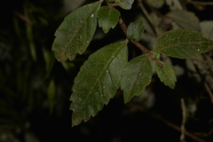 Fieldia australis