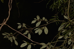 Fieldia australis