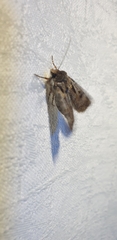 Agrotis munda