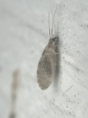 Sympherobius barberi