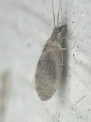 Sympherobius barberi