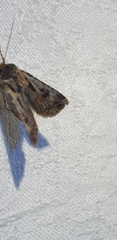 Agrotis munda