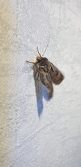 Agrotis munda