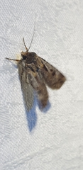Agrotis munda