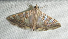 Glyphodes stolalis