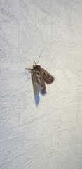 Agrotis munda