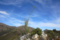 Anginon difforme