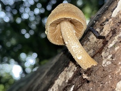 Fungi