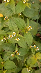 Galinsoga quadriradiata