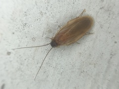 Compsodes schwarzi
