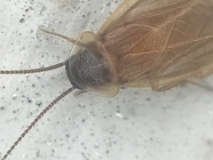 Compsodes schwarzi