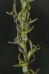 Prasophyllum incorrectum