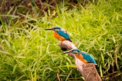 Alcedo atthis