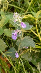 Glechoma hederacea