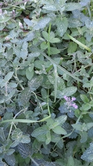 Glechoma hederacea