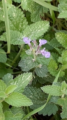 Glechoma hederacea