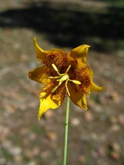 Calochortus barbatus