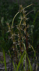 Prasophyllum incorrectum