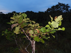 Curatella americana
