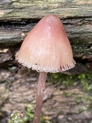 Mycena haematopus