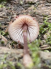 Mycena haematopus