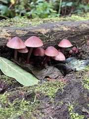 Mycena haematopus