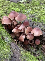 Mycena haematopus