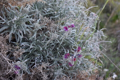 Echium albicans