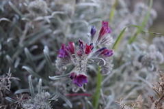 Echium albicans