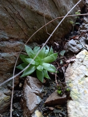 Haworthia cooperi