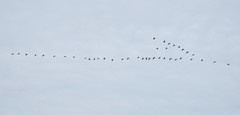 Branta hutchinsii