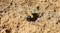 Macrosiagon flavipennis