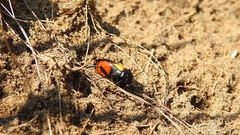 Macrosiagon flavipennis